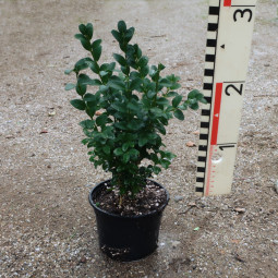 Buxus sempervirens arborescens