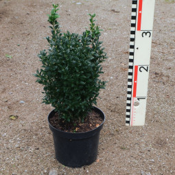 Buxus semp. arborescens