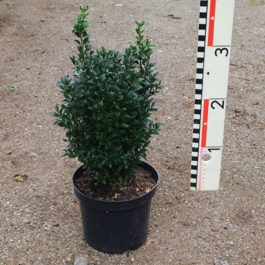 Buxus semp. arborescens