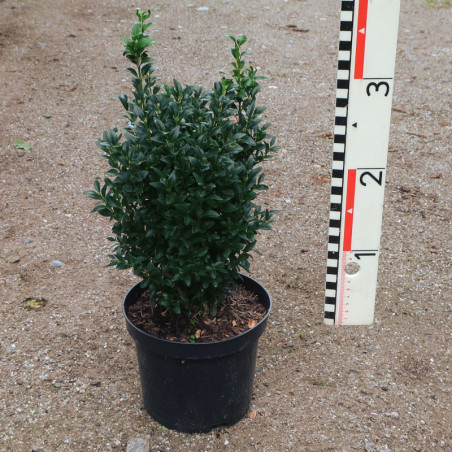 Buxus semp. arborescens