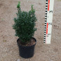 Buxus semp. arborescens