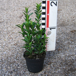 Euonymus jap. Green Rocket