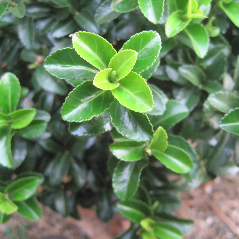 Euonymus jap. Green Rocket
