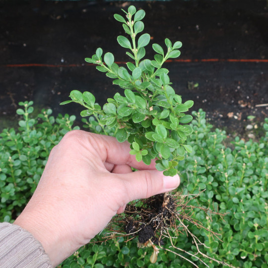 Buxus mic. 'Korean compact'