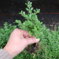 Buxus mic. 'Korean compact'