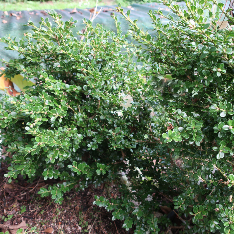 Buxus mic. 'Korean compact'