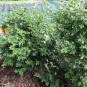 Buxus mic. 'Korean compact'