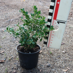 Buxus mic. 'Korean compact'