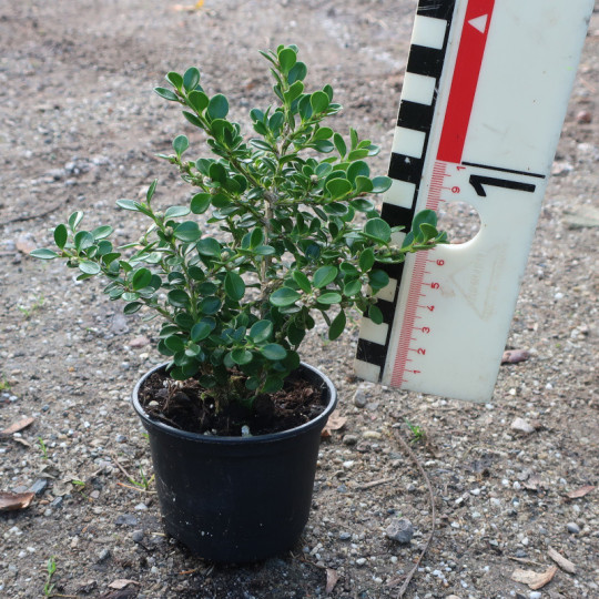 Buxus mic. 'Korean compact'