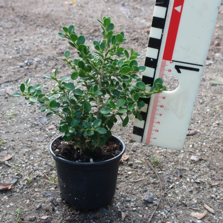 Buxus mic. 'Korean compact'