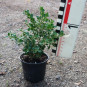 Buxus mic. 'Korean compact'