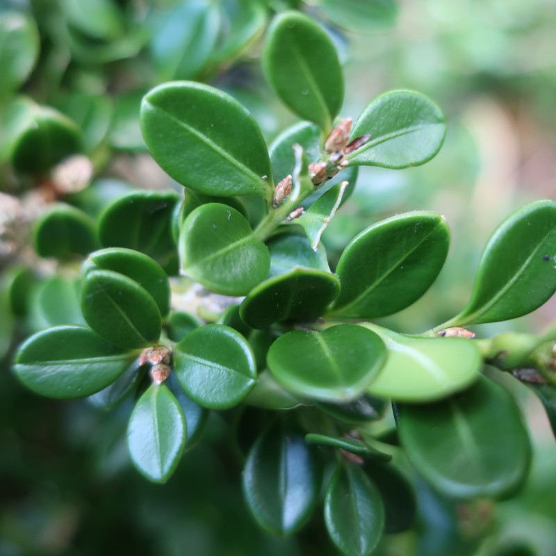 Buxus mic. 'Korean compact'