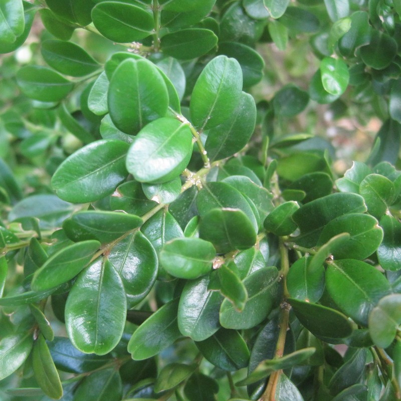 Buxus semp. 'Suffruticosa'
