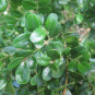 Buxus semp. 'Suffruticosa'