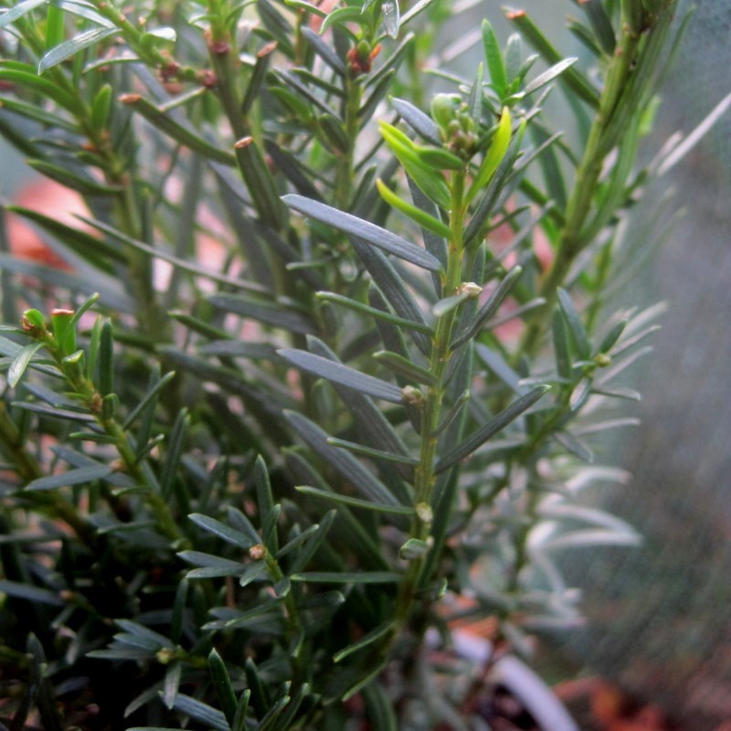Taxus bacc. 'Renkes Kleiner Grüner'