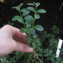 Buxus semp. 'Vardar Valley'