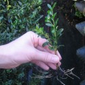 Buxus semp. 'Myrtifolia'