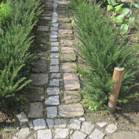 Taxus bacc. 'Renkes Kleiner Grüner'