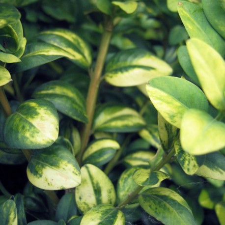 Buxus semp. 'Latifolia Maculata'