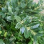 Buxus 'Atrops Selektion H'