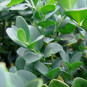 Buxus semp. 'Vardar Valley'