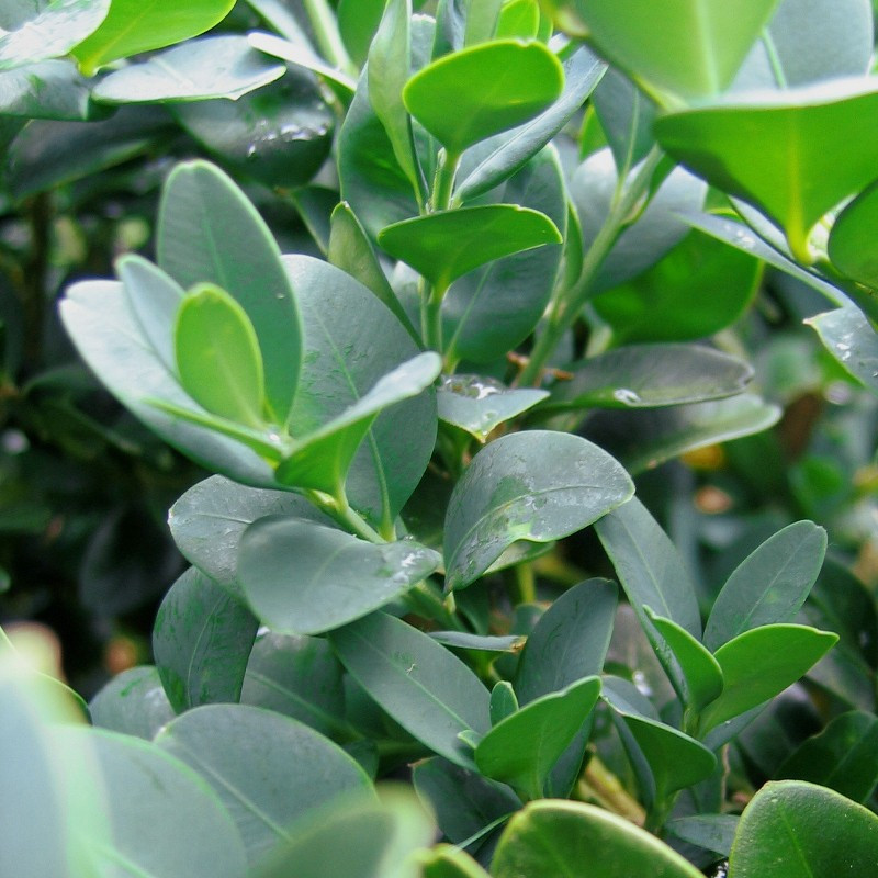 Buxus semp. 'Vardar Valley'