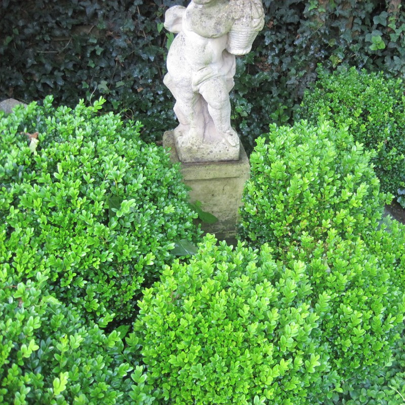 Buxus mic. 'Faulkner'
