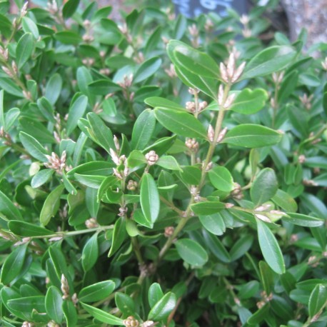Buxus microphylla 'Herrenhausen'