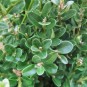 Buxus mic. 'John Baldwin'
