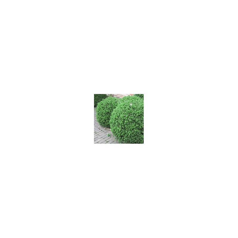 Buxus mic. 'John Baldwin'