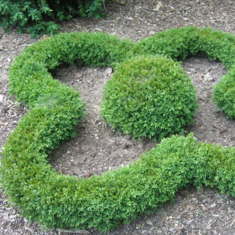 Buxus 'Green Gem'