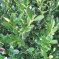 Buxus 'Green Gem'