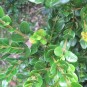 Buxus mic. 'Faulkner'