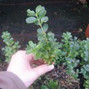 Buxus mic. 'Schopes'