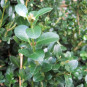 Buxus mic. 'Schopes'