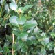 Buxus mic. 'Schopes'