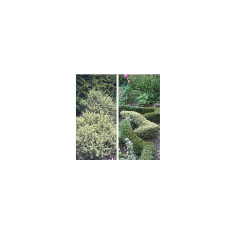 Buxus semp. 'Argenteovariegata'