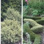 Buxus semp. 'Argenteovariegata'