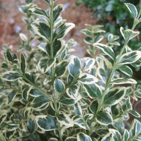 Buxus semp. 'Argenteovariegata'