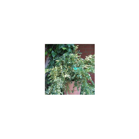 Buxus semp. 'Aurea Pendula'