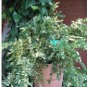 Buxus semp. 'Aurea Pendula'
