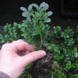 Buxus semp. 'Graham Blandy'