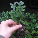 Buxus semp. 'Graham Blandy'