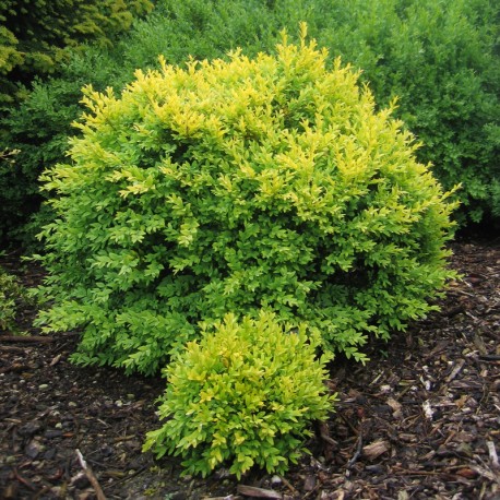 Buxus semp. 'King Midas'