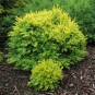 Buxus semp. 'King Midas'