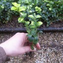 Buxus semp. 'Latifolia Maculata'