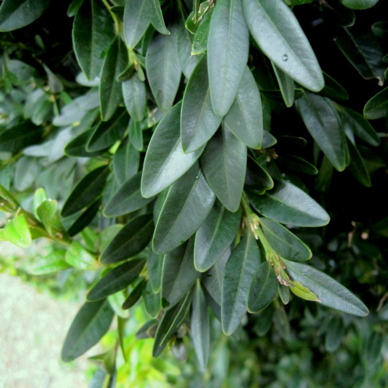 Buxus semp. 'Raket'