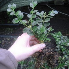 Buxus semp. 'Rotundifolia'