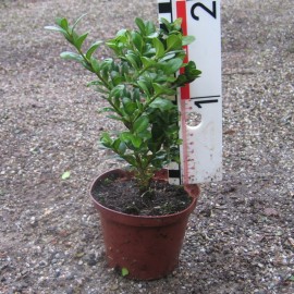 Buxus semp. 'Rotundifolia'