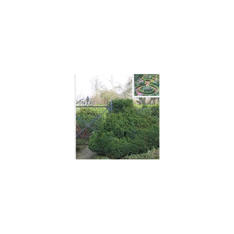 Buxus semp. 'Suffruticosa'